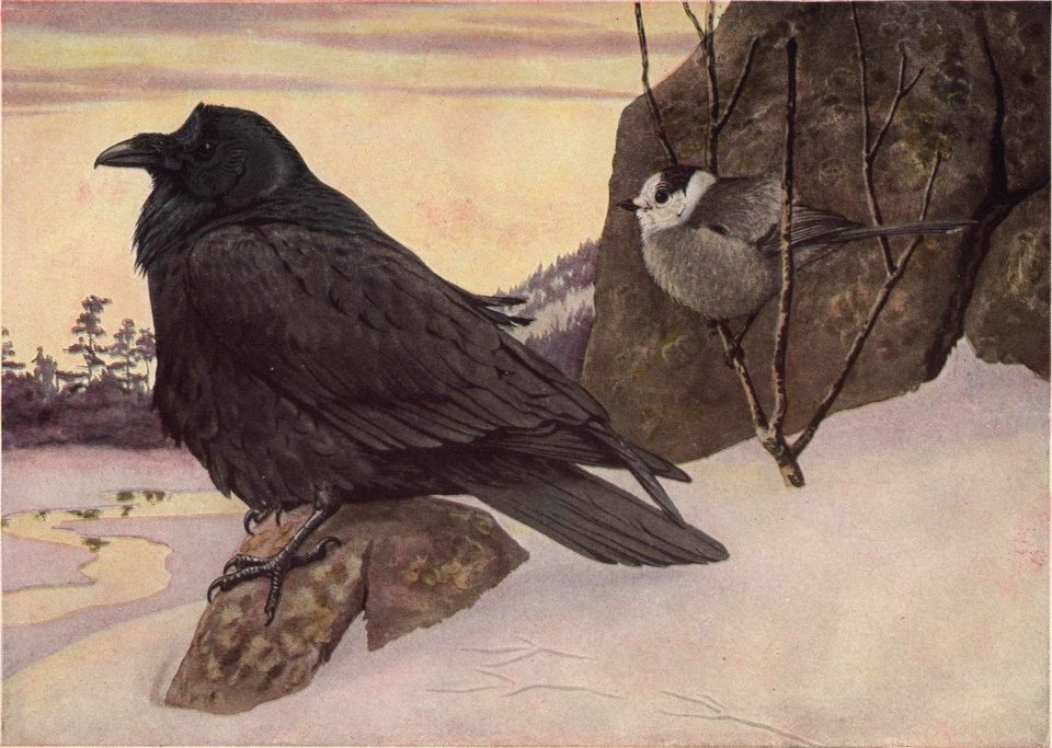 Corvus corax principalis Perisoreus canadensis canadensis Agassiz Fuertes