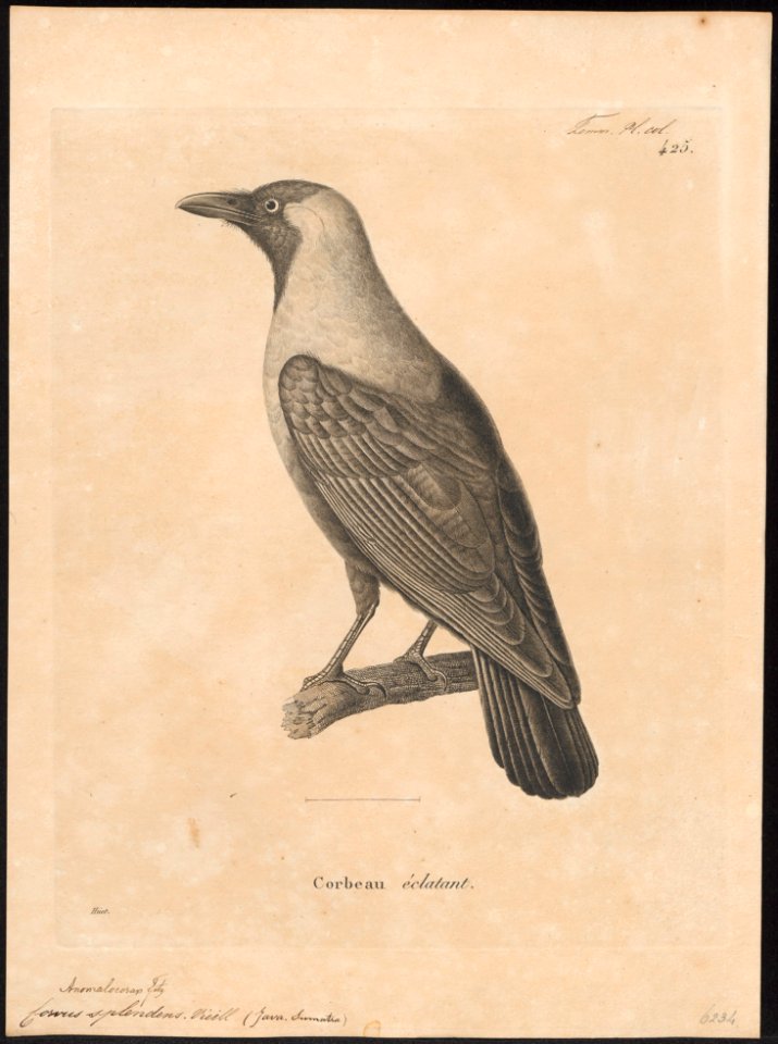 Corvus splendens - 1700-1880 - Print - Iconographia Zoologica - Special Collections University of Amsterdam - UBA01 IZ15700267