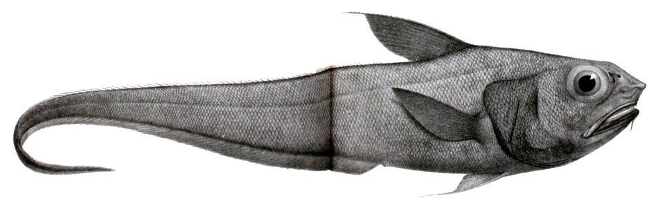 Coryphaenoides altipinnis
