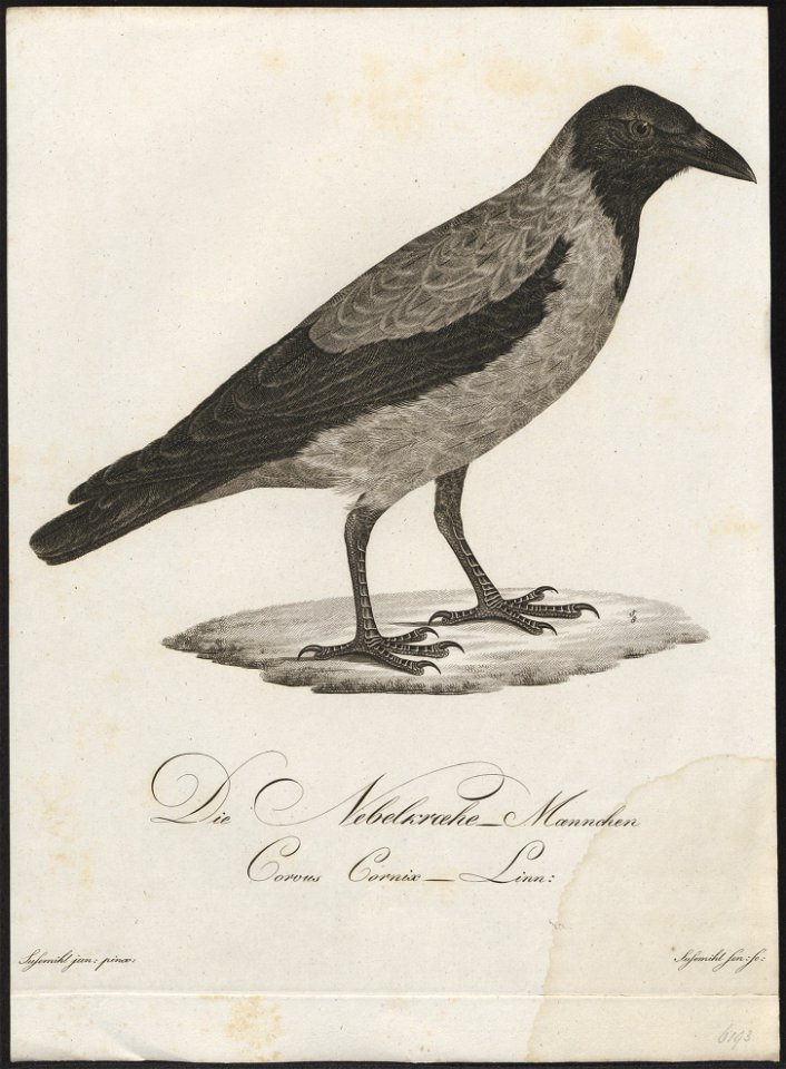 Corvus cornix - 1800-1812 - Print - Iconographia Zoologica - Special Collections University of Amsterdam - UBA01 IZ15700229