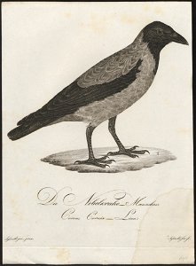 Corvus cornix - 1800-1812 - Print - Iconographia Zoologica - Special Collections University of Amsterdam - UBA01 IZ15700229. Free illustration for personal and commercial use.