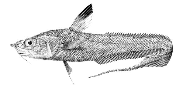 Coryphaenoides ferrieri