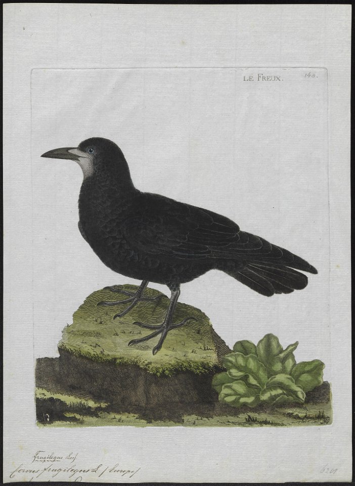 Corvus frugilegus - 1790-1796 - Print - Iconographia Zoologica - Special Collections University of Amsterdam - UBA01 IZ15700239