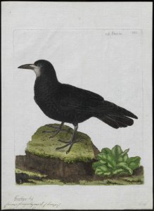 Corvus frugilegus - 1790-1796 - Print - Iconographia Zoologica - Special Collections University of Amsterdam - UBA01 IZ15700239