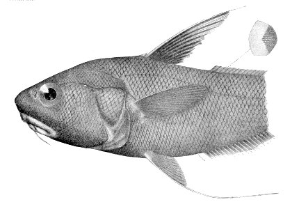 Coryphaenoides longicirrhus