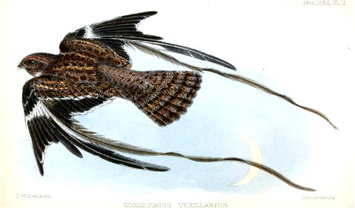 CosmetornisVexillariusWolf