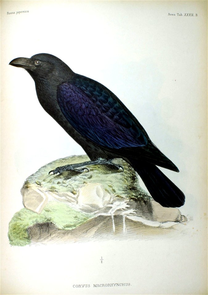 Corvus macrorhynchus Fauna Japonica