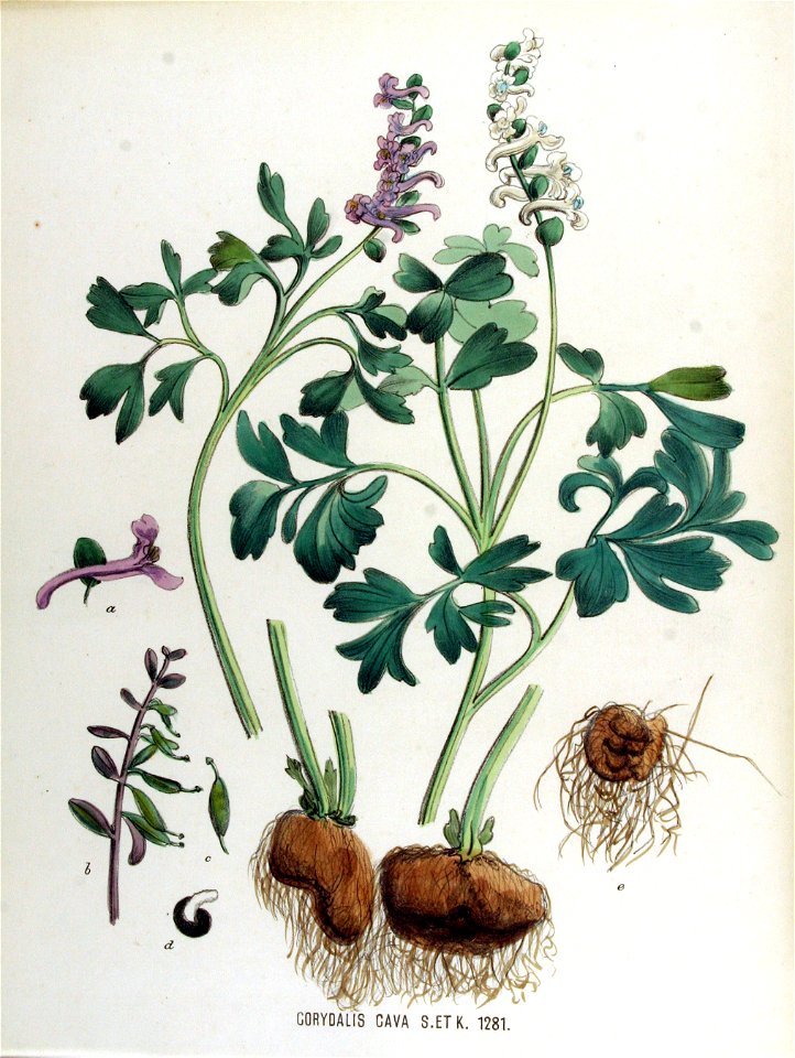 Corydalis cava — Flora Batava — Volume v17