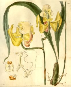 Coryanthes speciosa (as Gongora speciosa)-Curtis 54-2755 (1844)