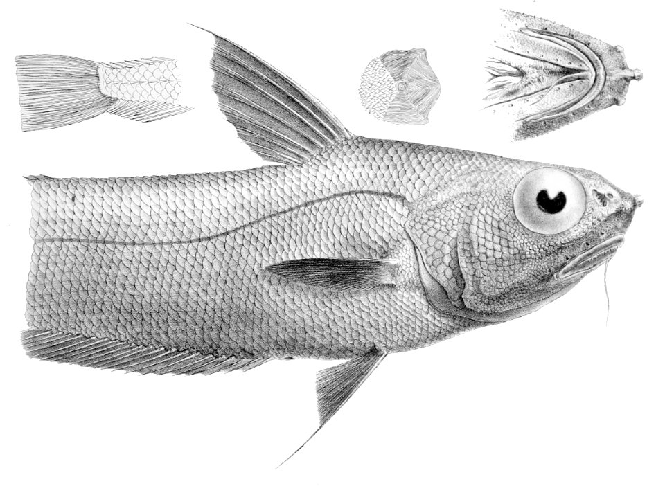Coryphaenoides serrulatus