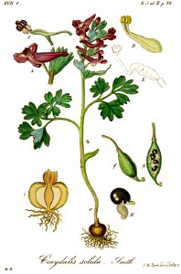 Corydalis solida - Deutschlands flora in abbildungen nach der natur - vol. 20 - t. 68. Free illustration for personal and commercial use.
