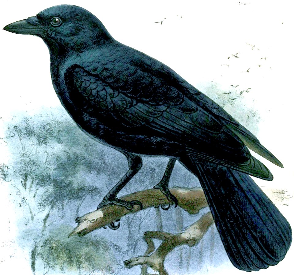 Corvus moneduloides