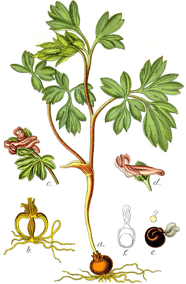 Corydalis fabacea Sturm43