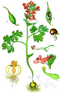 Corydalis solida Sturm44