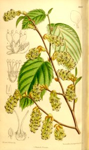 Corylopsis veitchiana 136-8349