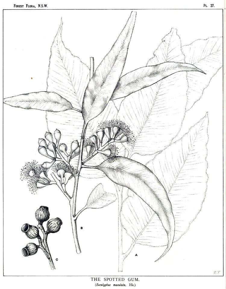 Corymbia maculata00 - Traditional visual art under Public domain license