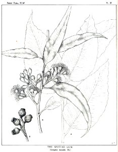 Corymbia maculata00