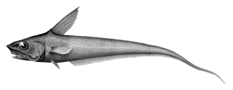 Coryphaenoides guentheri