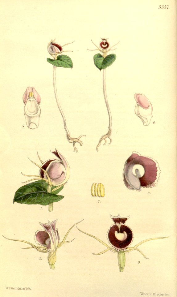 Corybas pictus (as Corysanthes limbata) - Curtis' 89 (Ser. 3 no. 19) pl. 5357 (1863)