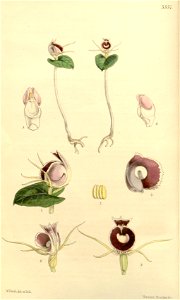 Corybas pictus (as Corysanthes limbata) - Curtis' 89 (Ser. 3 no. 19) pl. 5357 (1863)