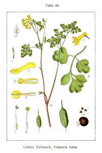Corydalis lutea Sturm45 - clean