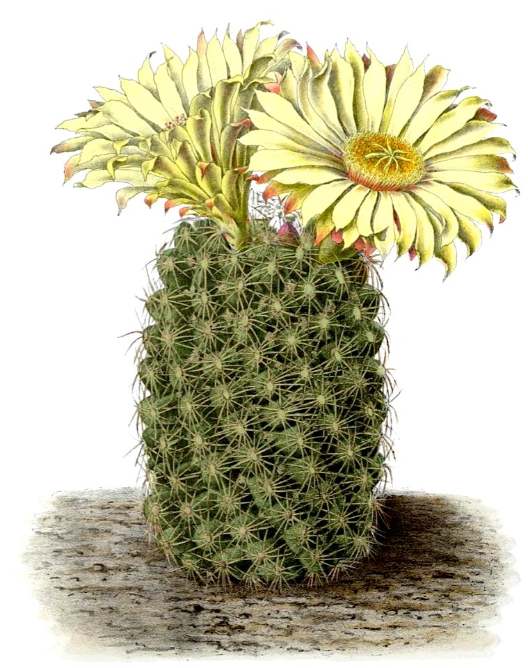 Coryphantha radians BlKakteenT102