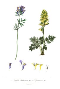 CorydalisRoyle