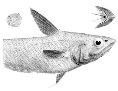 Coryphaenoides nasutus. Free illustration for personal and commercial use.