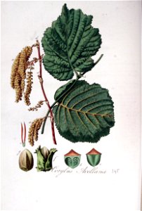 Corylus avellana — Flora Batava — Volume v5