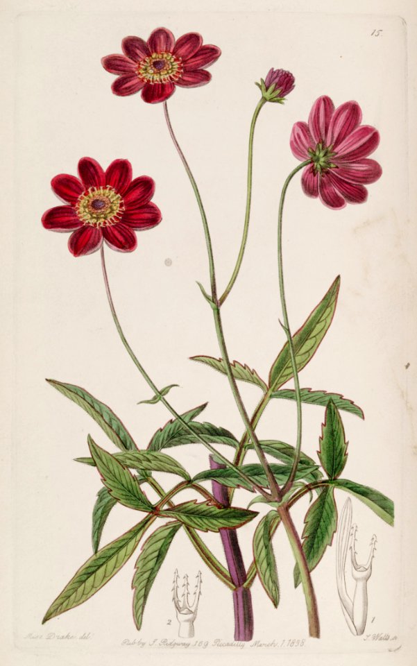 Cosmos scabiosoides Edwards's Bot. Reg. 24. 15. 1938