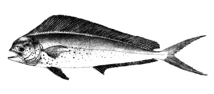 Coryphaena hippurus Ford 53