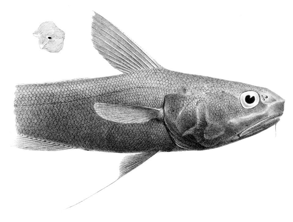 Coryphaenoides liocephalus