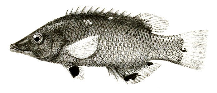Cossyphus diana Mintern 87