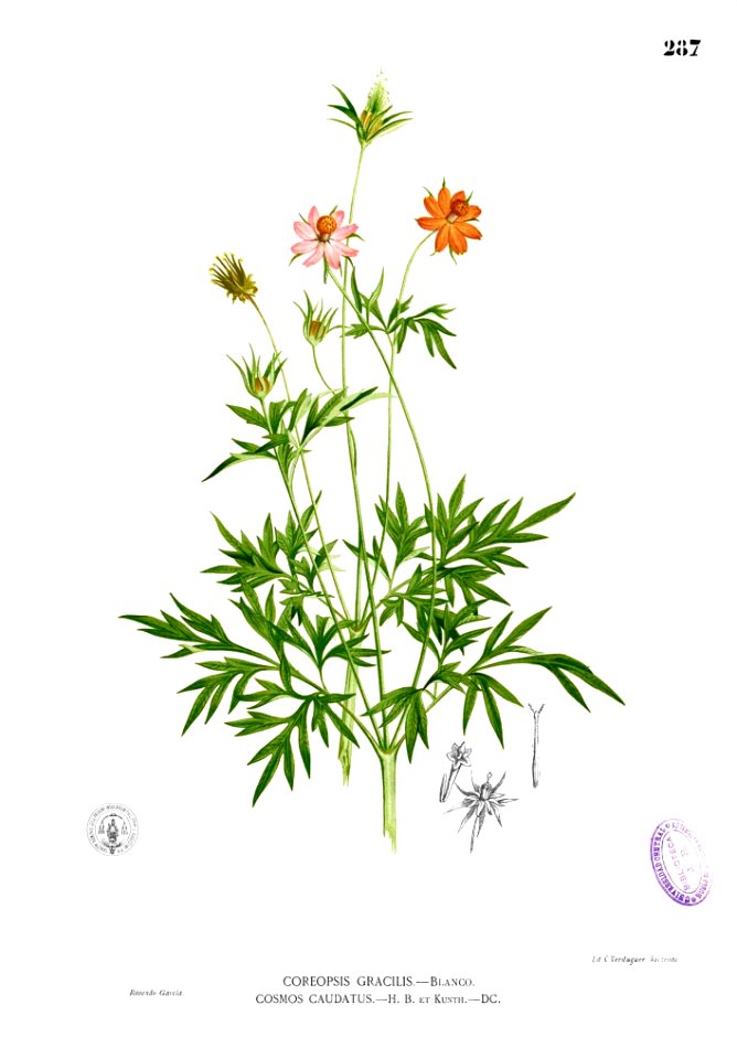 Cosmos caudatus Blanco2.287