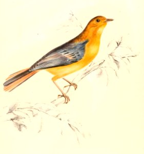 Cossypha natalensis 1838