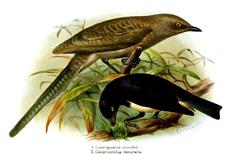 Cosmopsarus Cinnyricinclus Gronvold
