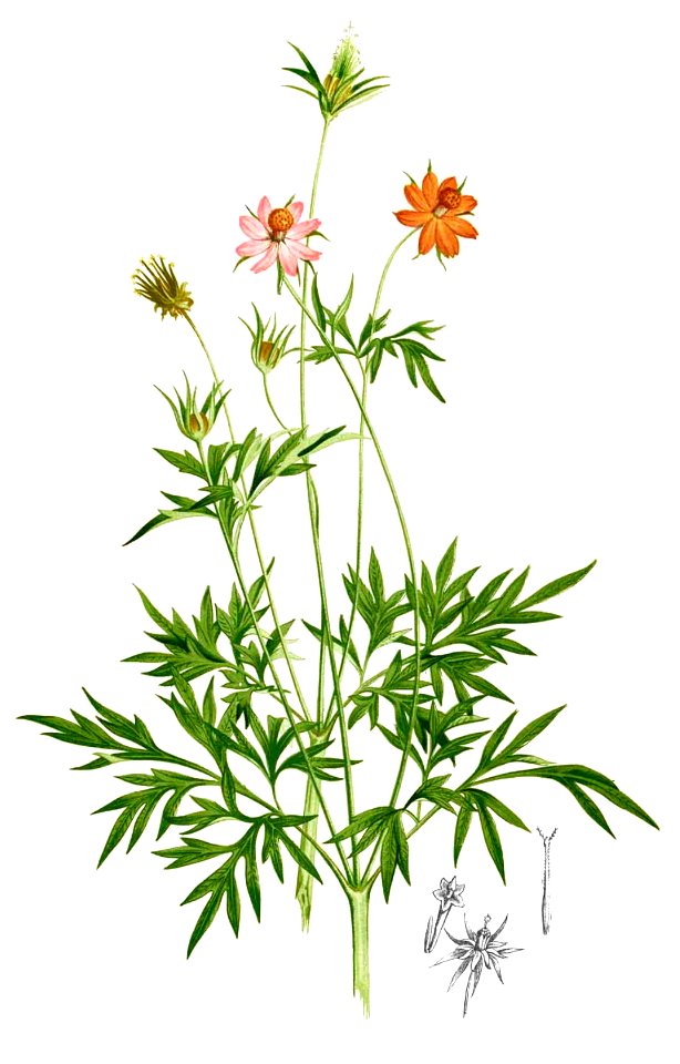 Cosmos caudatus Blanco2.287-cropped