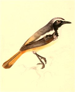 Cossypha humeralis humeralis 1838