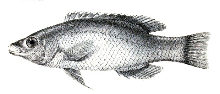 Cossyphus axillaris Ford 82