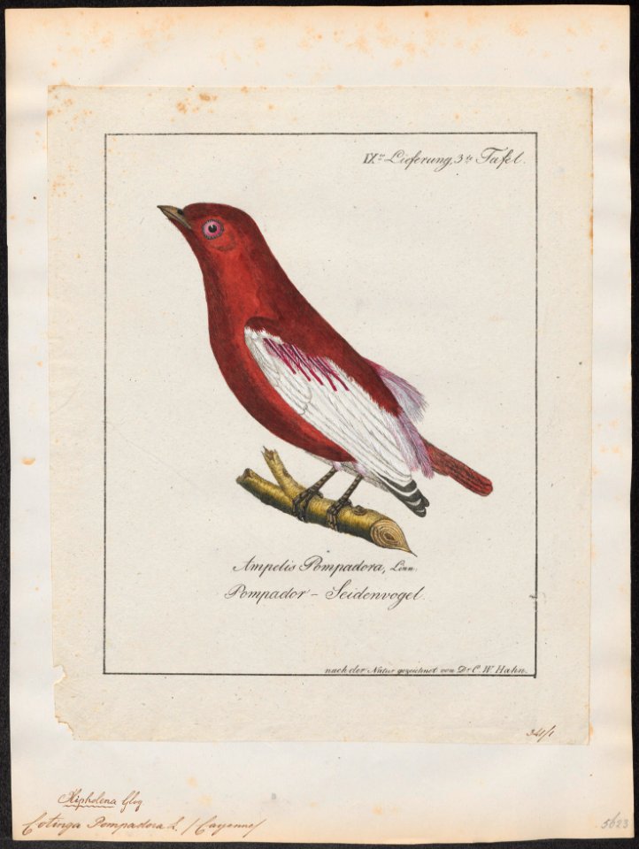 Cotinga pompadora - 1700-1880 - Print - Iconographia Zoologica - Special Collections University of Amsterdam - UBA01 IZ16600091