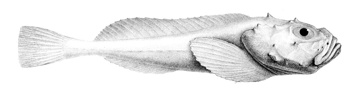 Cottunculus thomsonii1