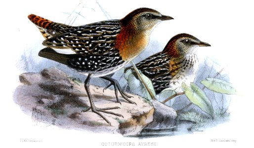 CoturnicopsAyresiKeulemans
