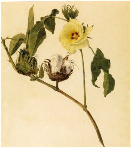 Cotton Tree, da Coleção Brasiliana Iconográfica