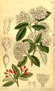 Cotoneaster turbinata 140-8546