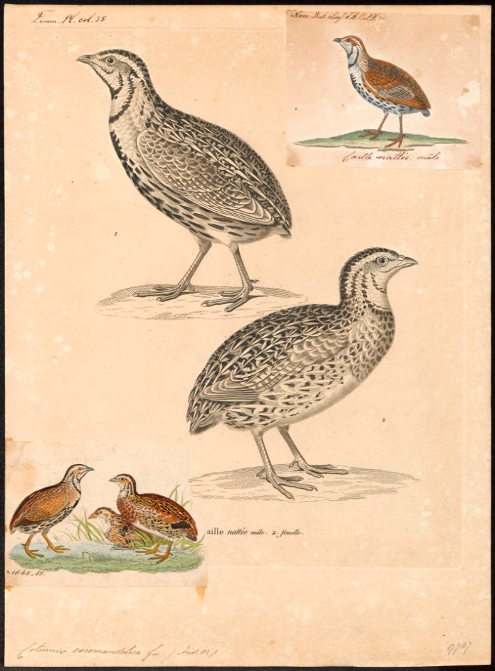 Coturnix coromandelica - 1700-1880 - Print - Iconographia Zoologica - Special Collections University of Amsterdam - UBA01 IZ17100123
