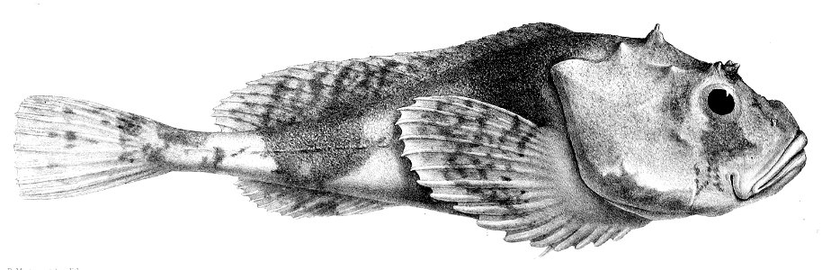 Cottunculus microps1