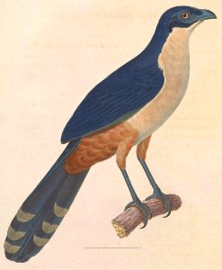 Coua delalandei 1838