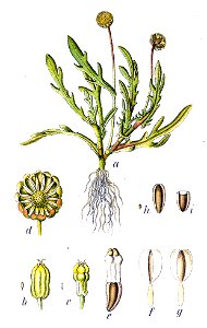 Cotula coronopifolia Sturm37