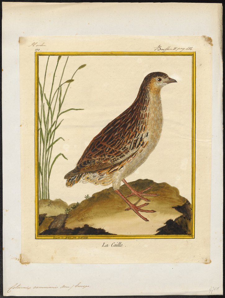 Coturnix communis - 1700-1880 - Print - Iconographia Zoologica - Special Collections University of Amsterdam - UBA01 IZ17100111