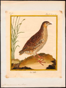 Coturnix communis - 1700-1880 - Print - Iconographia Zoologica - Special Collections University of Amsterdam - UBA01 IZ17100111. Free illustration for personal and commercial use.